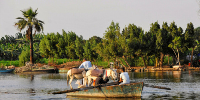 مصر.. صورة 30 حمارا مسلوخا تسبب ذعرا كبيرا « صور»