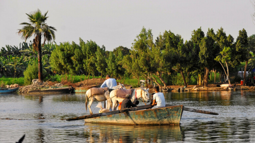 مصر.. صورة 30 حمارا مسلوخا تسبب ذعرا كبيرا « صور»