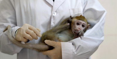 صحيفة "غلوبال تايمز": وفاة أول حالة إصابة بشرية في الصين بـ"الفيروس القردي B"