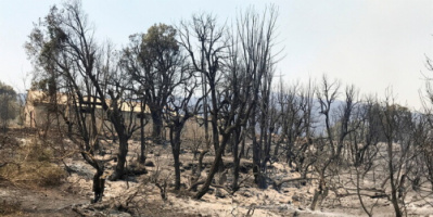 حكم ميداني في الجزائر.. مواطنون يحرقون شابا زعموا أنه المتسبب في الحرائق وآخرون ينفون ضلوعه