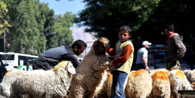 سوريا.. أكاديمي يكشف كيف يقوم الغرب بإفساد ترميم الثروة الحيوانية في البلاد