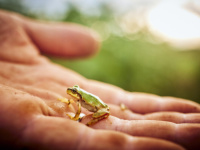 بكتيريا من ضفادع يابانية تتفوق على العلاج الكيميائي في القضاء على أورام القولون!