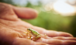 بكتيريا من ضفادع يابانية تتفوق على العلاج الكيميائي في القضاء على أورام القولون!