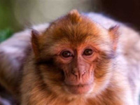 أغرب مانع لمهمة عسكرية.. كيف أخرج &laquo;قرد تايلاندي&raquo; بحاراً أمريكياً من مضيق هرمز؟