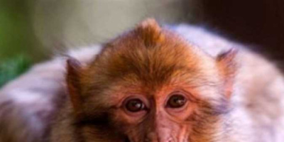 أغرب مانع لمهمة عسكرية.. كيف أخرج &laquo;قرد تايلاندي&raquo; بحاراً أمريكياً من مضيق هرمز؟