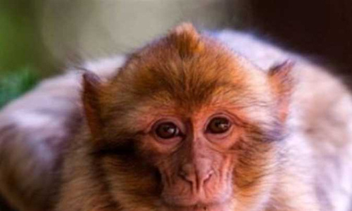 أغرب مانع لمهمة عسكرية.. كيف أخرج &laquo;قرد تايلاندي&raquo; بحاراً أمريكياً من مضيق هرمز؟